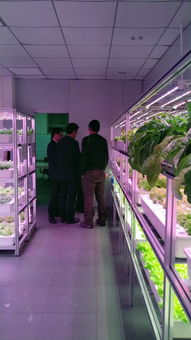 植物工廠高效生產技術交流會（e光農場站）技術咨詢紀要